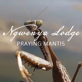 Ngwenya praying mantis
